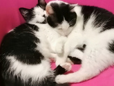 Котёнок