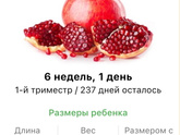 6 недель .