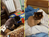 Можно ли стричь котов?