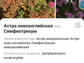 Что это за цветы?
