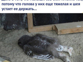 Самая удобная поза😁