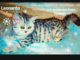 Что за порода?