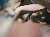 Собака ☺🥰