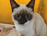 Кто умеет обращаться с кошками?