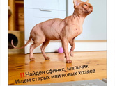 Я кошатница