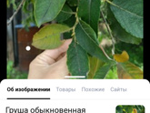 Что за дерево ??)