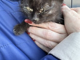 Кальцивироз у котёнка