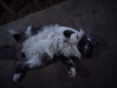 Сколько весят ваши коты?