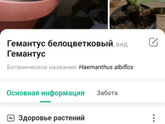Как называется цветок?