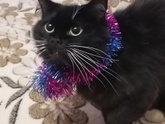 Домашние животные🥰