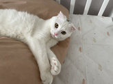 Блохи у кота🤮😳
