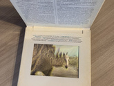 Фотикулярная книга