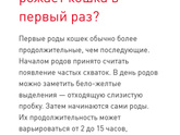 Первородки кошки