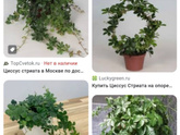 Зелёные любимцы, кого растите?