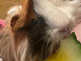 Про хомяка 🐹
