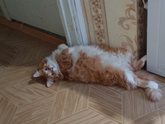 "Голодный обморок " у кота Персика ☺