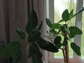 Аллергия/цветы
