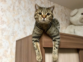 Покажите своего любимца ?