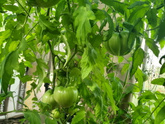 Первый помидор 🍅 .. и привет кладик 😢