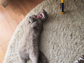 Домашние животные🥰
