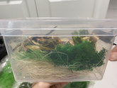 Ква ква, друзья 🐸
