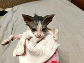 Запор у котенка