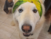 Кот-бес