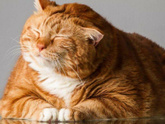 Крупные гранулы корма для кошек какие бюджетные и хорошего качества - какие?