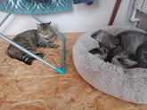 Про котов