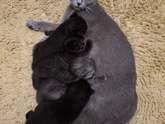Наши котятки