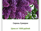Сортовая сирень