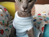 Дела кошачьи 😺