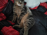 Котик