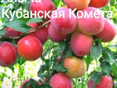 У кого дом и сад?