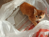 Котёночка назвали Макс) 1.5 мес. Кушает курицу отварную, сливки 10 пр. Воду плохо