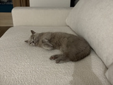 Лежим с моей🐱 все