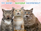 Любите понедельник?