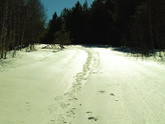 Прогулка, лес в марте