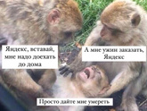 Крупный сбой у Яндекс Go, Лавки и Uber