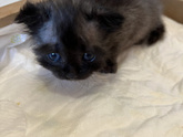 Наш котёнок ?