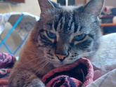 Кошка