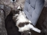 Какая у вас кошка/кот