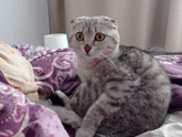 Стерилизация кошки. Как изменилось поведение? и про корм..