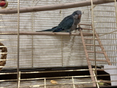 🦜Попугай , к предыдущему