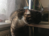Устала кошка ? Вообще
