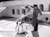 Служитель зоопарка и пингвины))