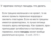 Красноухая черепаха.