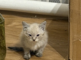 Теперь я счастливая обладательница шестого кота