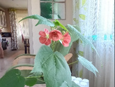 Я созрела до домашних