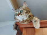 Кот и будущий малыш